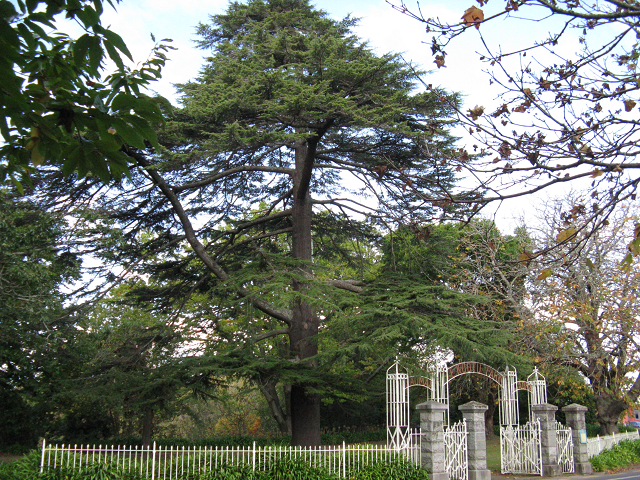Cedar of Lebanon- Cambridge Tree Trust